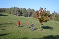 26 sind hier Birnen am Baum